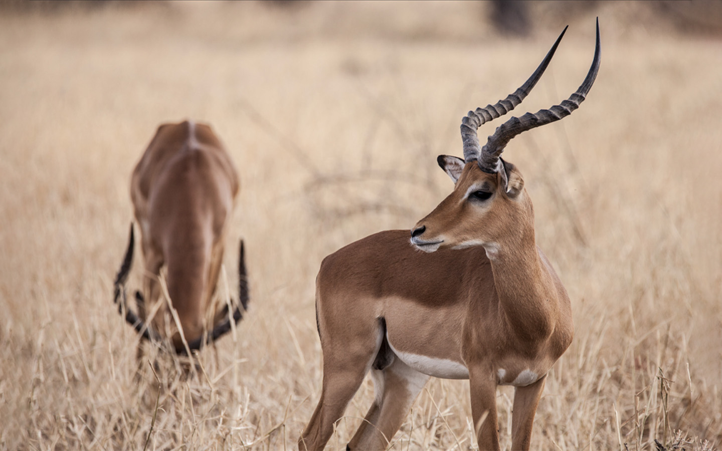 4-Day Tanzania Safari | Serengeti & Ngorongoro Crater Tour | Friends of Nature Safari