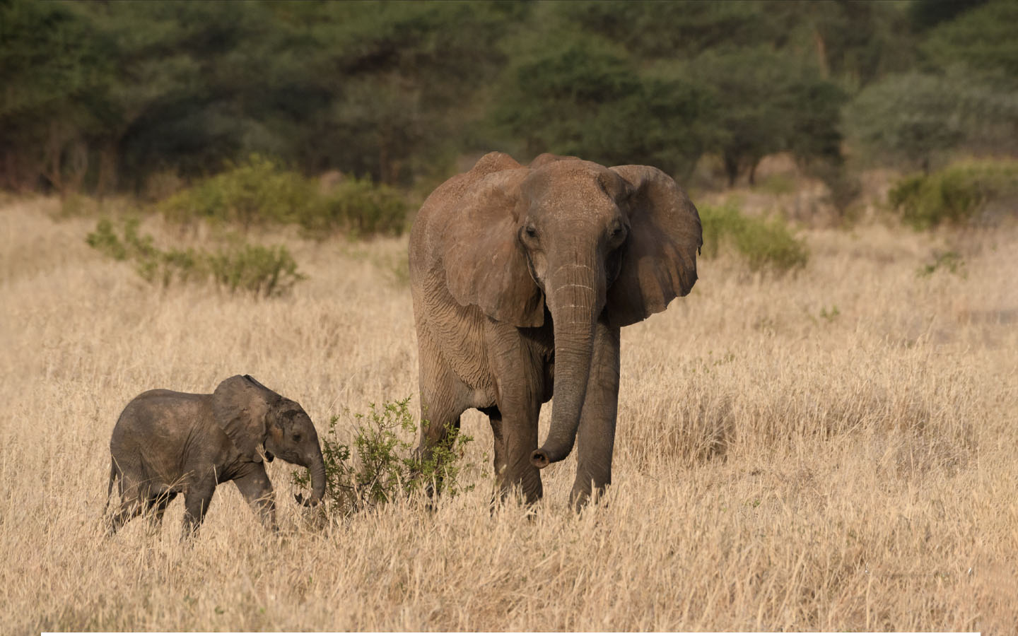2-Day Tarangire Safari | Affordable Tanzania Wildlife Tour | Friends of Nature Safari