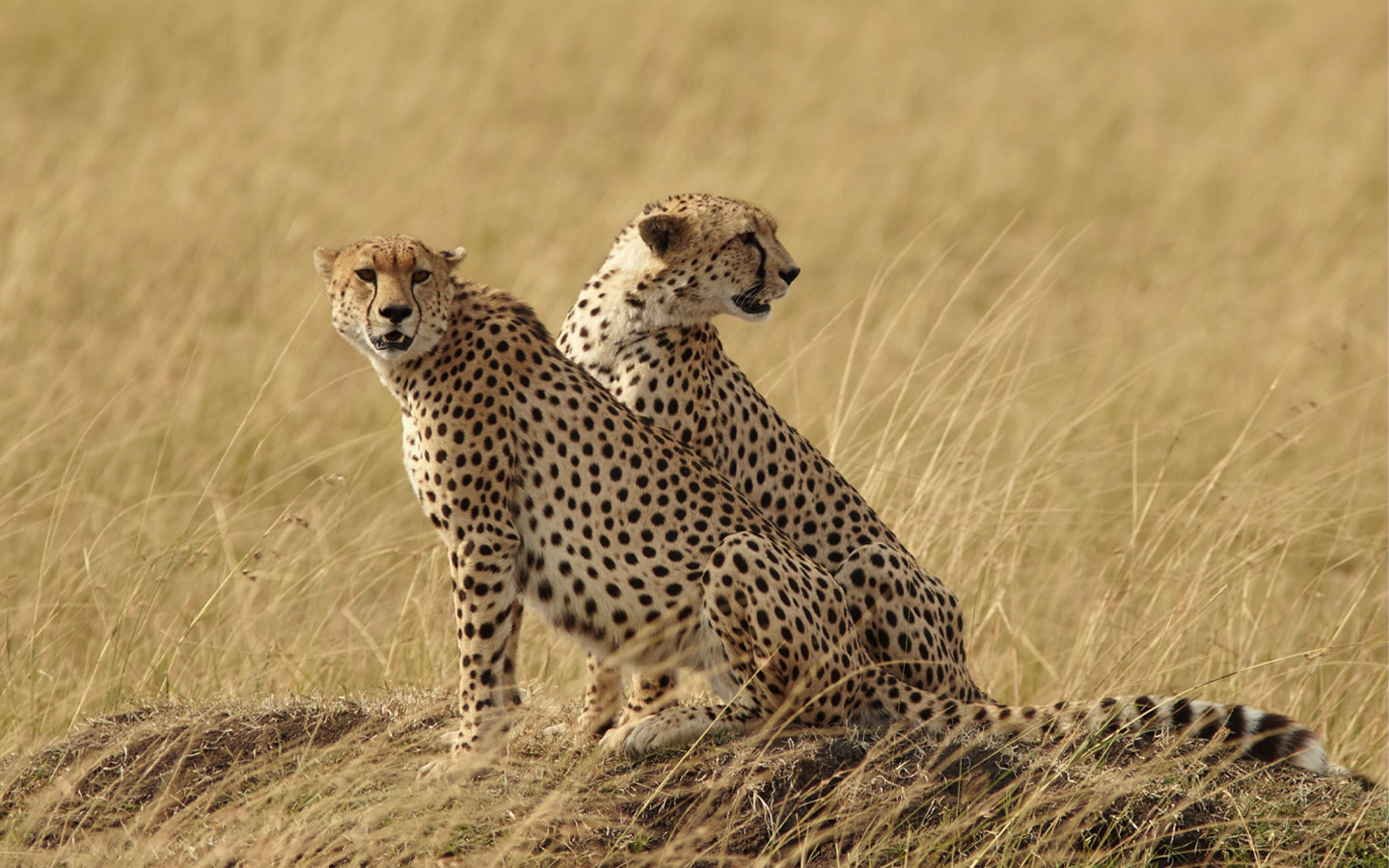 5-Day Tanzania Safari | Complete Serengeti, Ngorongoro & Tarangire Tour | Friends of Nature Safari
