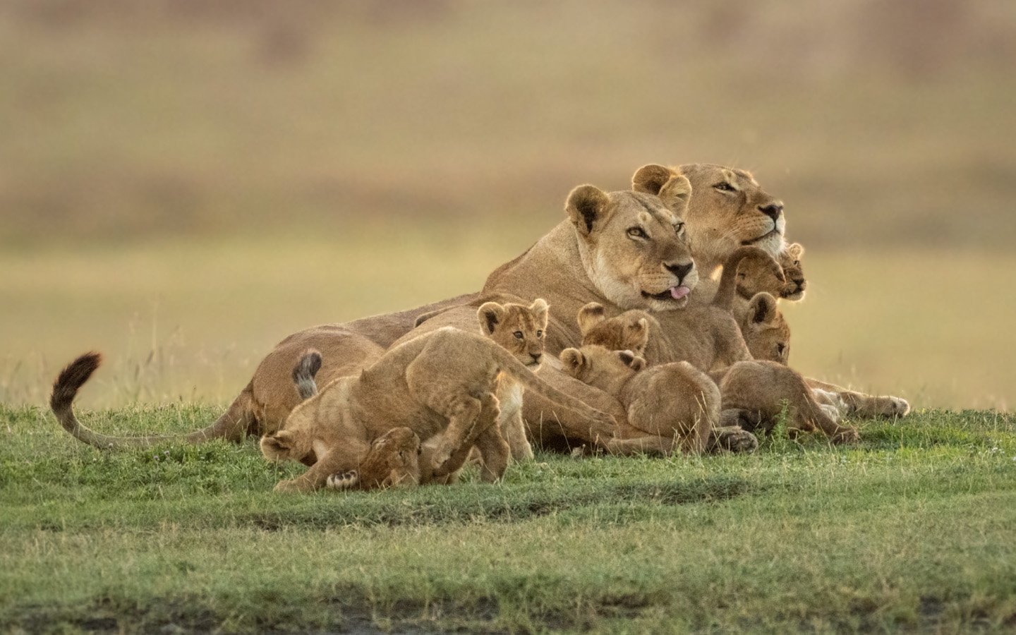 6-Day Tanzania Safari | Ultimate Serengeti Migration & Big Five Experience | Friends of Nature Safari