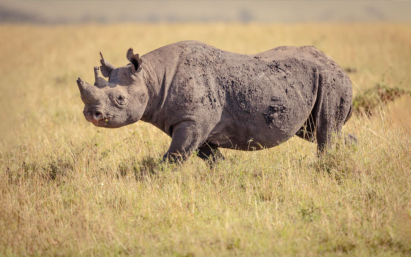 7-Day Tanzania Safari | Complete Serengeti Migration Experience & Big Five | Friends of Nature Safari